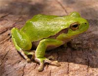 Laubfrosch