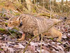Wildkatze mit GPS-Sender